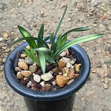 春兰矮种中透艺 - 中国兰花交易网