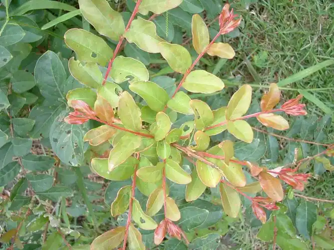 紫薇叶子有毒吗,大叶紫薇,大叶紫薇叶有毒吗?