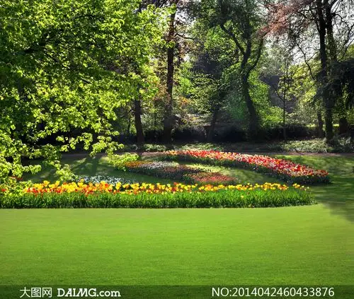 树木草地与郁金香花卉摄影高清图片