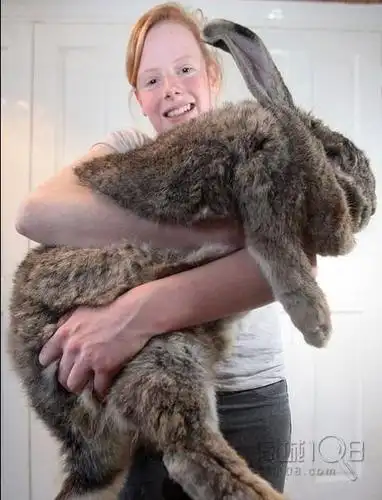 世界第一胖兔体重达25公斤