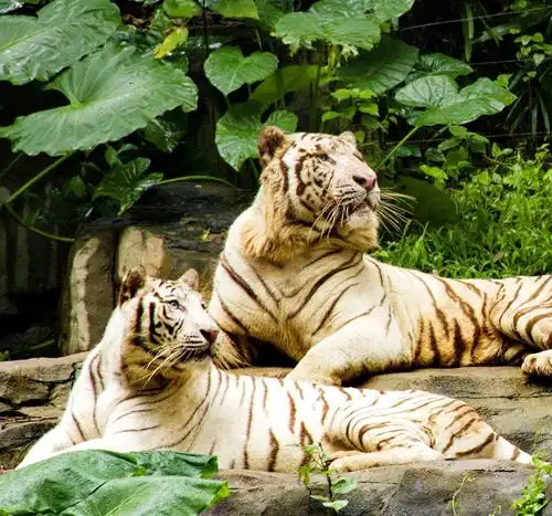 2018年8月广州长隆动物园拍的照片.