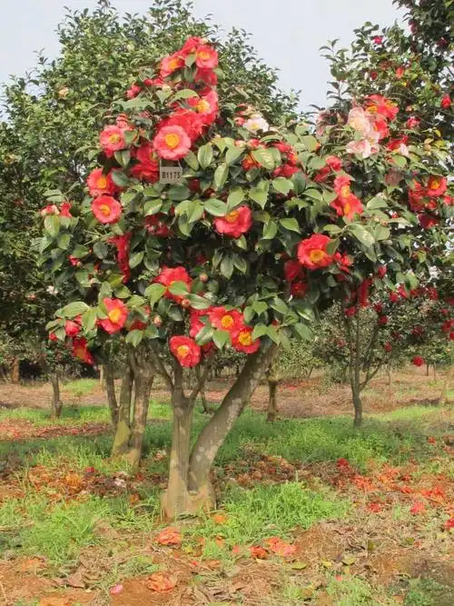 古桩茶花--江西茶花