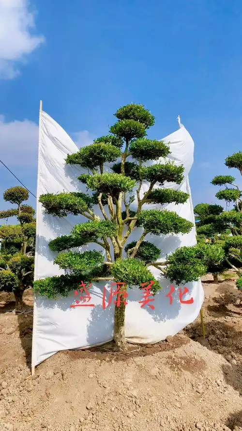 精品瓜子黄杨造型树四季常青不落叶耐寒耐旱南北方都可以栽植-度小视