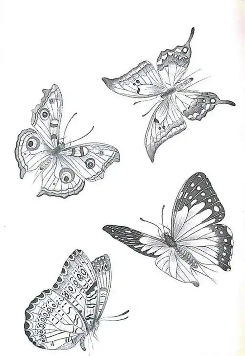 蝴蝶 白描画谱
