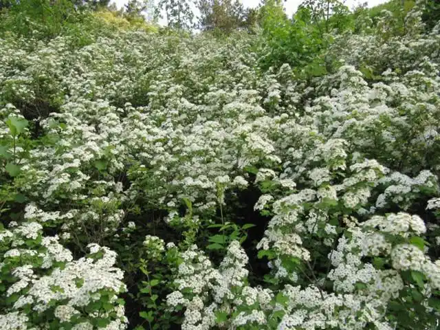 三裂绣线菊 优质绣线菊,红花绣线菊,金山绣线菊 珍珠绣线菊