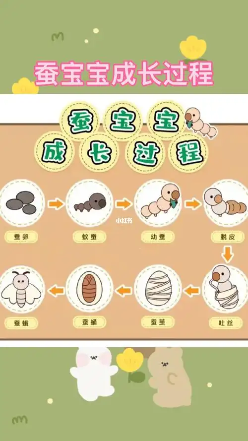 蚕宝宝的成长过程