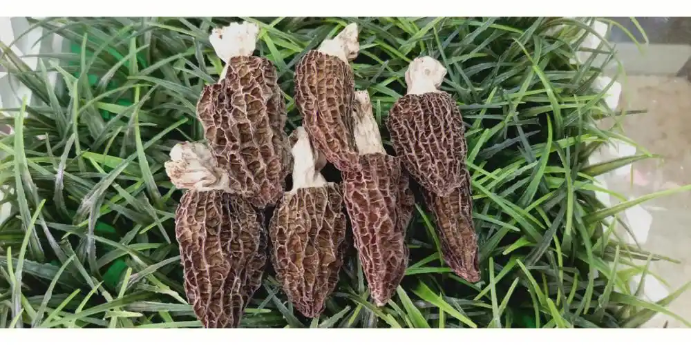 菌菇野生羊肚菌助消化化痰理气补脑提神