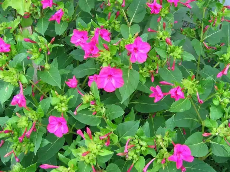 紫茉莉,别名胭脂花,粉豆花,夜饭花,状元花,丁香叶,苦丁香, - 抖音