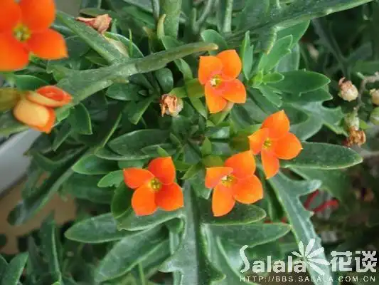 裂叶长寿花-----别名:矮生伽蓝菜,圣诞伽蓝菜,寿星花