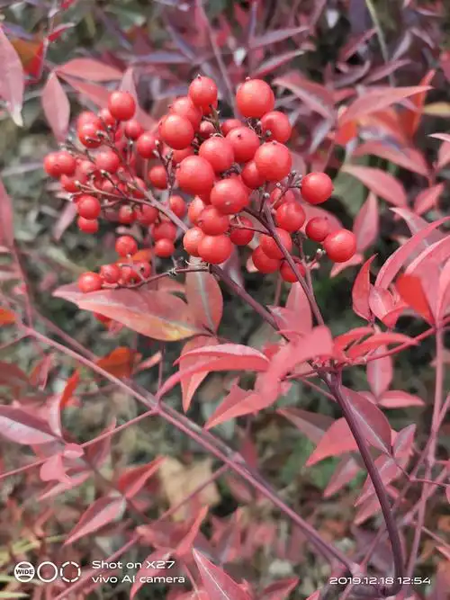 冬月私语^o^冬日里商丘学习路上遇见最美红枫 枝 叶果 范冬梅 手机随