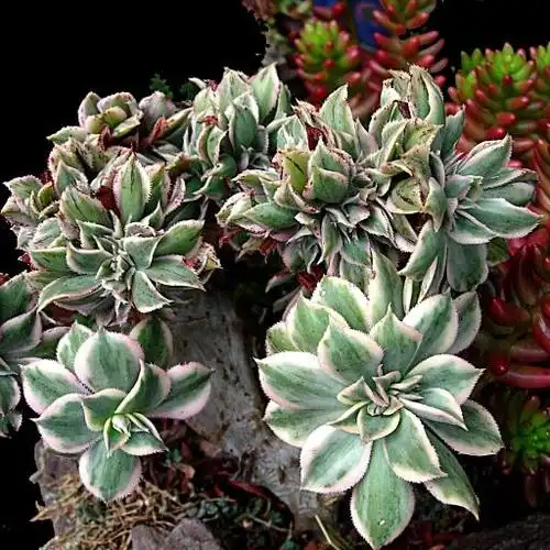 灿烂缀化 aeonium decorum cv sunburst crested