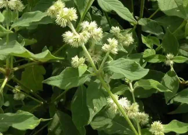 每日中药:川牛膝_棕色_关节_通利