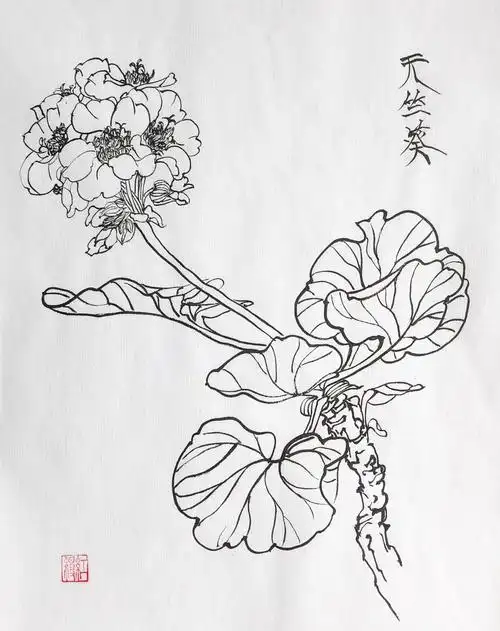 天竺葵是匈牙利的国花.