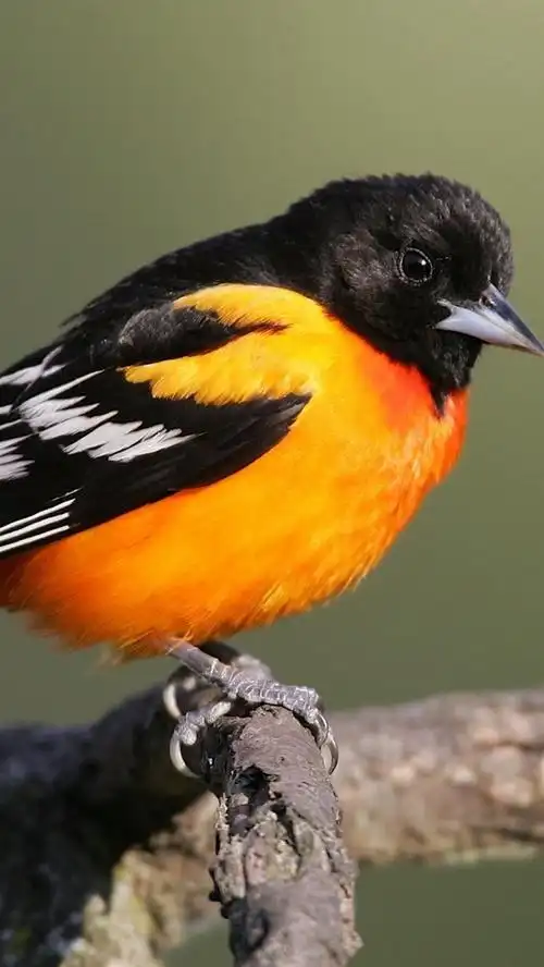 橙黑色羽毛鸟 iphone 壁纸