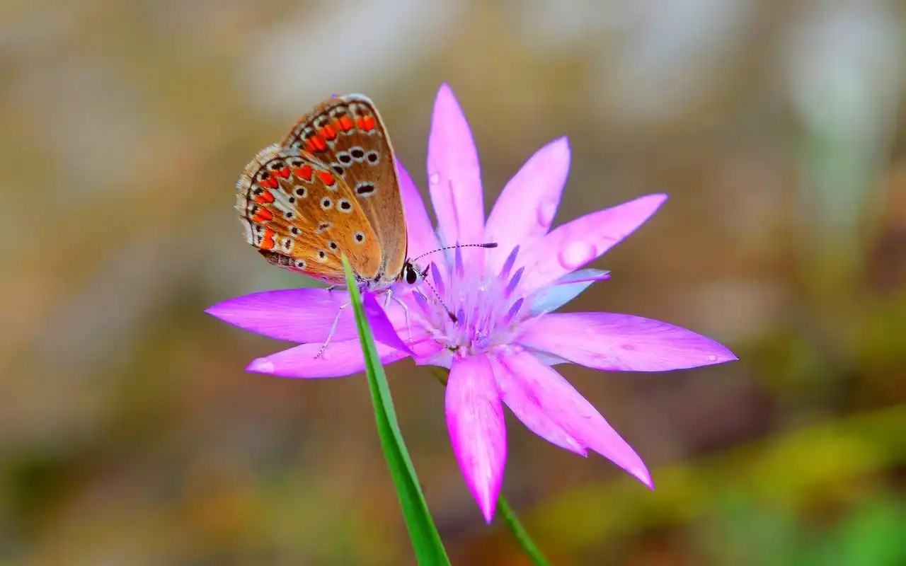 唯美梦幻的蝴蝶图片桌面壁纸