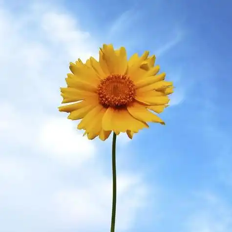 晴空太阳花头像