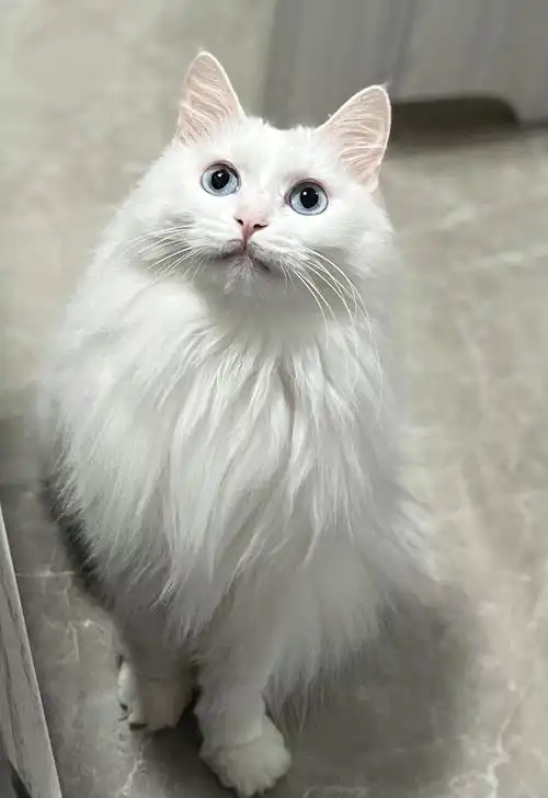 已领养乖巧温顺长毛全白鸳鸯眼狮子猫领养坐标广州