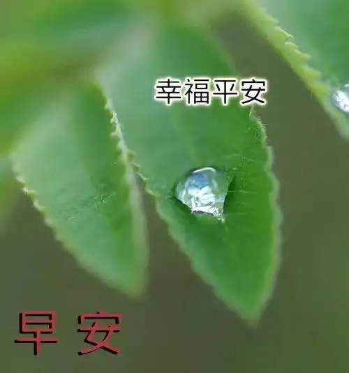 9张非常创意好看的友谊早上好问候图片带字温馨2021唯美夏天早安问候