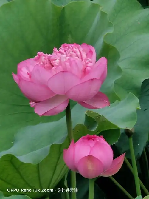 《雨中观荷牡丹园,看了美景心不烦;荷叶绿来荷花美,菏泽人民欢迎您!》