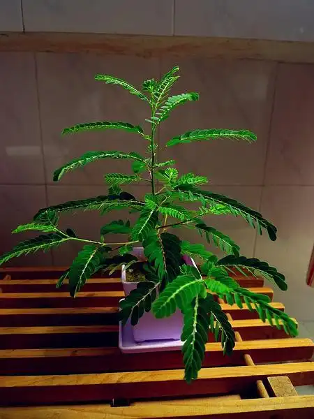 无印梁品的相册-种花种草种春风