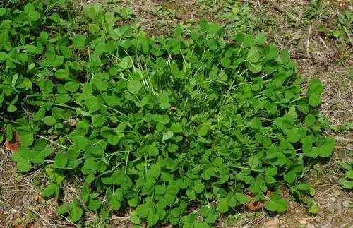 草头是什么这是一个和苜蓿有关的故事