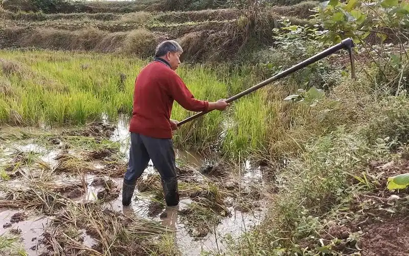 农村大叔穿着雨靴挖田,挖掉的稻杆还是上好的肥料,肥效高过化肥_哔哩