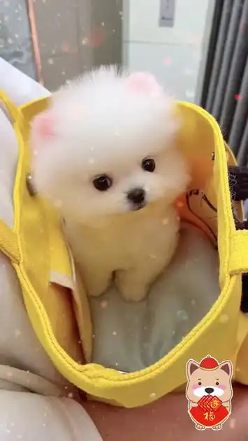 这呆萌可爱的小奶狗!