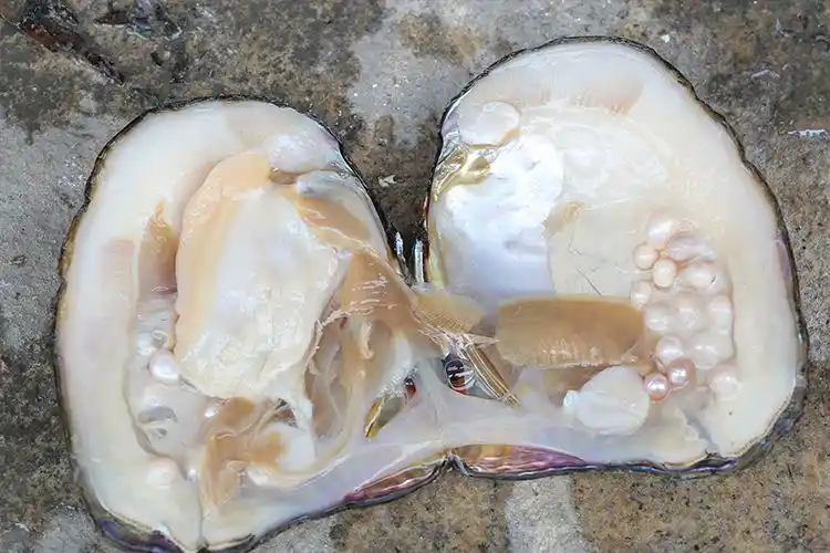 珍珠蚌鲜活包邮自己开特大淡水养殖河蚌亲子开蚌裸珠diy现捞现发