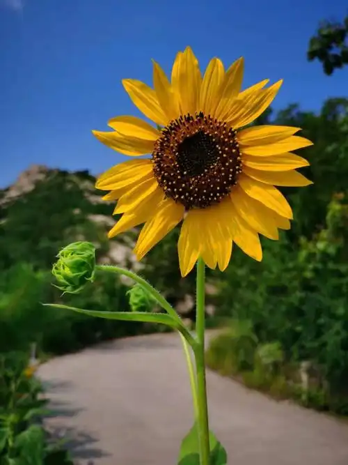 黄色的看着就觉得心情好