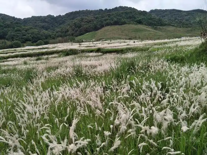 汤溪冷水坑丝茅花