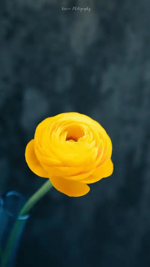 一花一世界02洋牡丹摄影