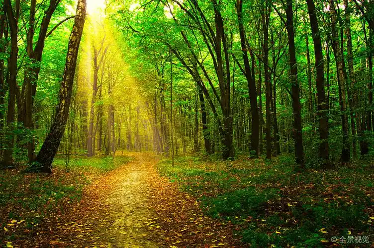 树_绿色_树林_太阳_光线_枝条_高清图片_全景视觉