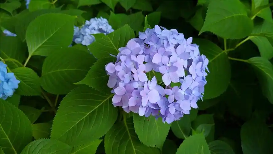 漂亮的绣球花高清桌面壁纸