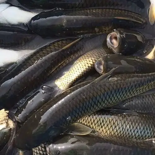 中国农林网直售农家鱼塘食草有机鱼欢迎订购