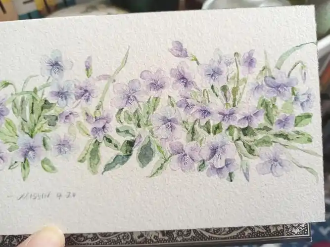 紫花地丁水彩步骤图