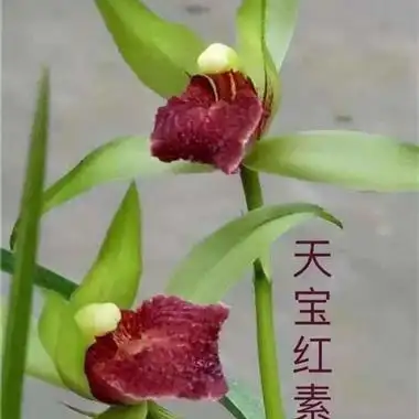 送春最美红素【天宝红素】龙头1发2 - 中国兰花交易网