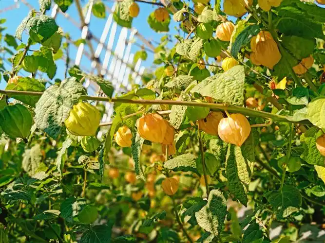 姑娘果 - 摄影师161742677888316 - 图虫