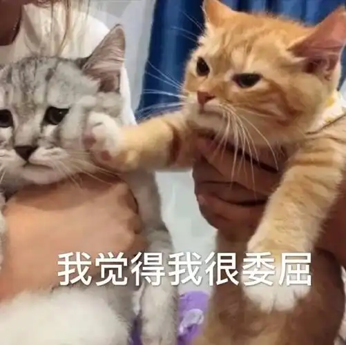 萌宠gif猫星人gif我觉得我很委屈gif难受gif搞怪gif逗gif