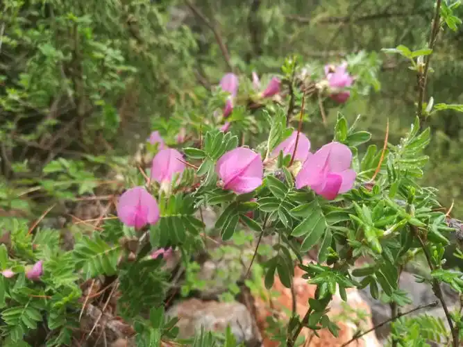鬼箭锦鸡儿,名殊花含笑