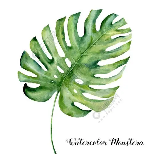 水彩, 热带的叶子的龟背竹.手绘白色背景上孤立的常绿热带植物.