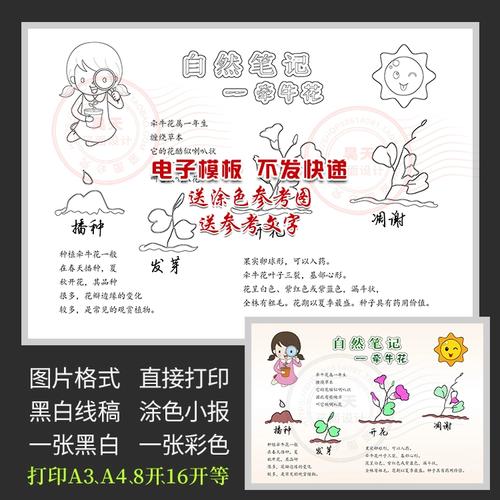 自然笔记牵牛花的生长手抄报喇叭花黑白线描涂色电子小报wf909