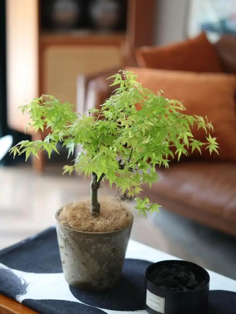 黄金流泉枫树打开了我对夏日的期待 新晋网红室内植物,黄金喷泉枫独有