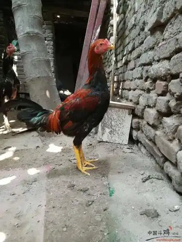 河南开封斗鸡欣赏 - 河南斗鸡俱乐部 - 中国斗鸡论坛_斗鸡之家