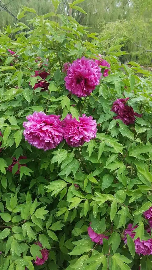 20长春牡丹园的牡丹花争先开放,花期如约而至,雨中赏花更加清亮美丽!