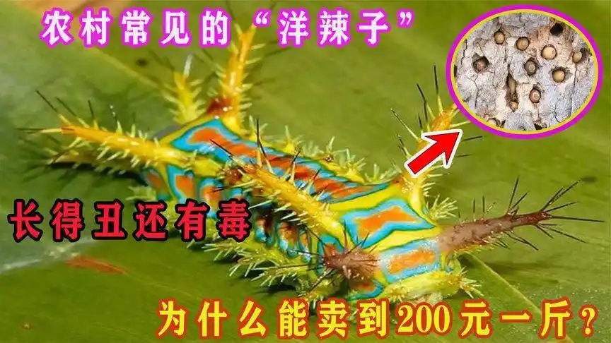 农村常见的"洋辣子",长得丑还有毒,为什么能卖到200元一斤?