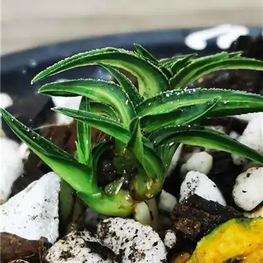 **草,蕙兰矮种水晶中透. - 中国兰花交易网