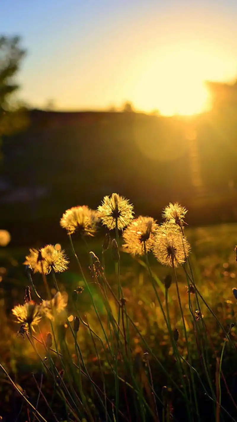 唯美蒲公英图片高清手机壁纸-植物-手机壁纸下载-美桌网