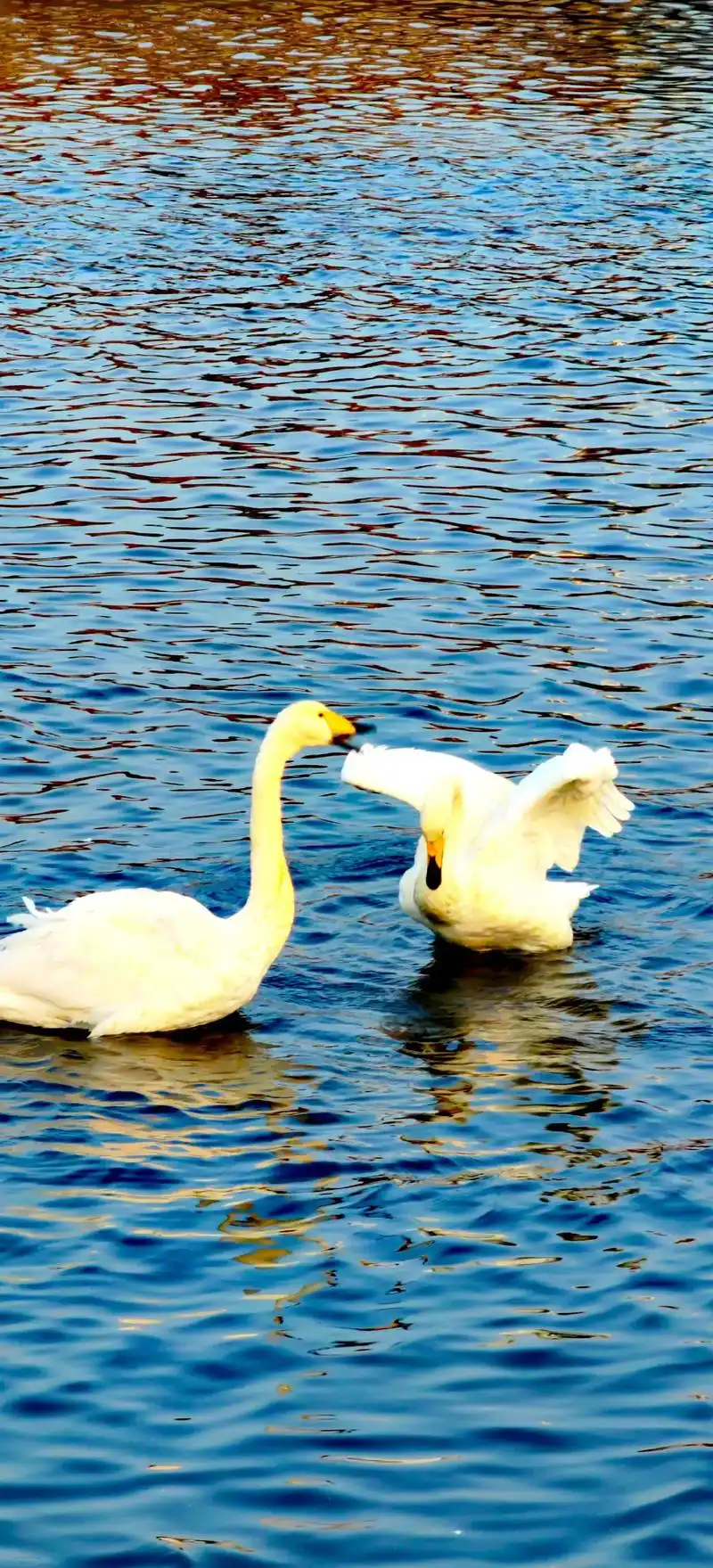 大白鹅水中撒欢视频大全 #唯美意境 #2只天鹅在湖中优雅比 - 抖音