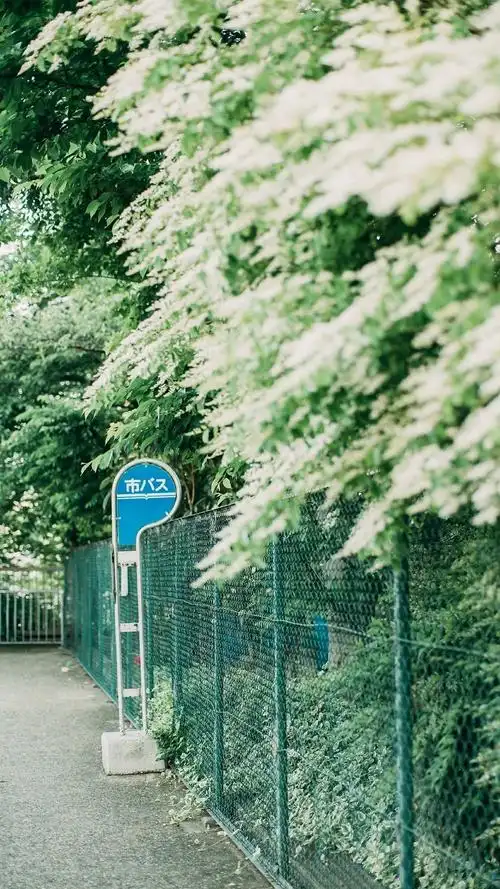 静物图片高清小清新唯美静物图片