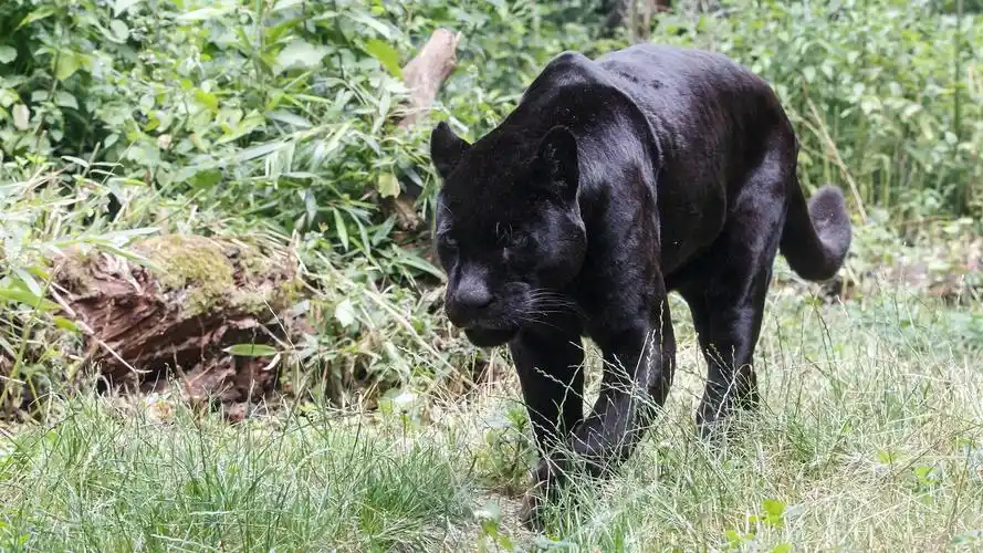 黑色捷豹散步,草,捕食者 640x1136 iphone 5/5s/5c/se 壁纸,图片,背景